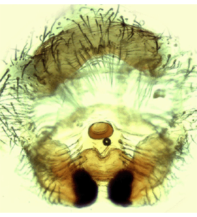 speciesimage