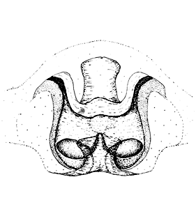 speciesimage