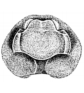 speciesimage