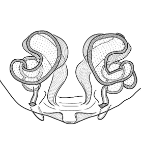 speciesimage