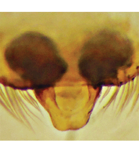 speciesimage