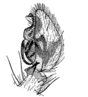 speciesimage