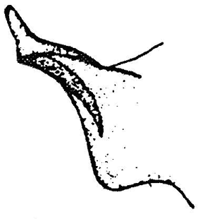 speciesimage