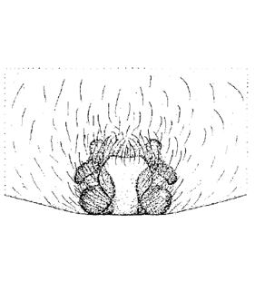 speciesimage