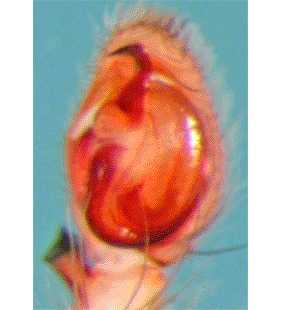 speciesimage