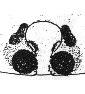 speciesimage