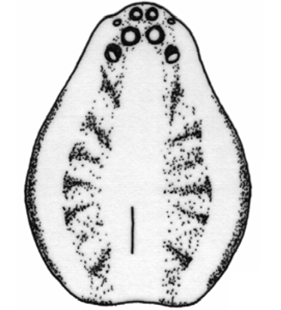 speciesimage