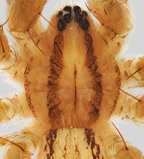 speciesimage