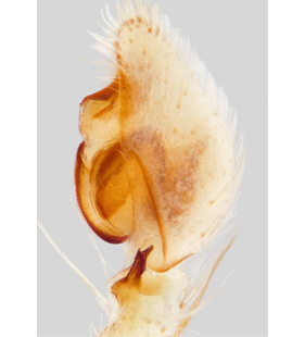speciesimage