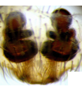 speciesimage