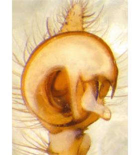 speciesimage