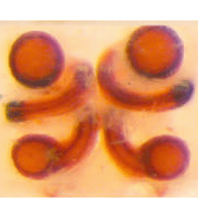 speciesimage