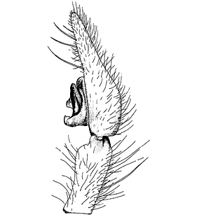 speciesimage