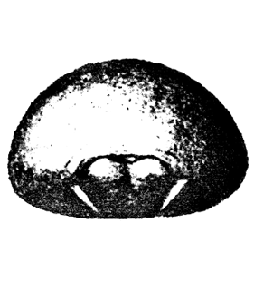 speciesimage