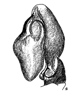 speciesimage
