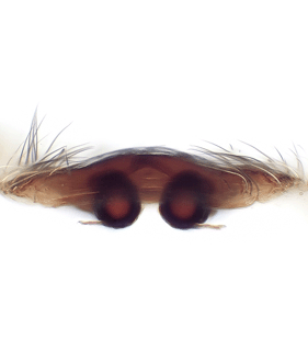 speciesimage