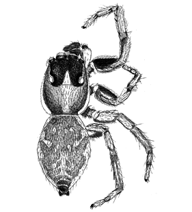 speciesimage