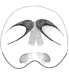 speciesimage