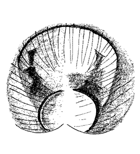 speciesimage