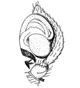 speciesimage