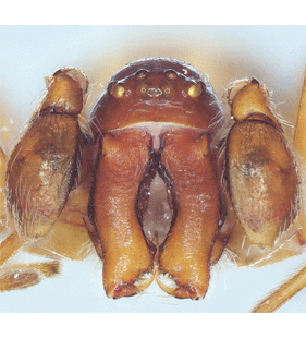 species