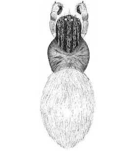 species