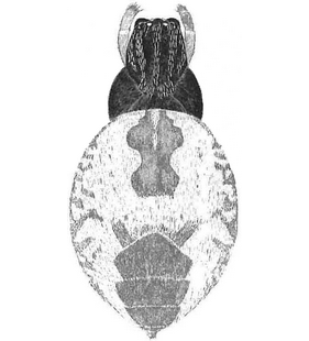 species