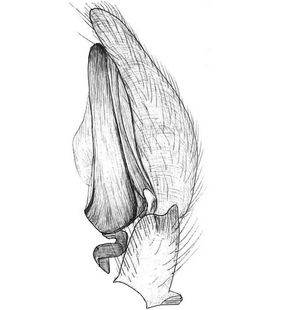species