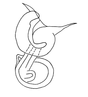 speciesimage