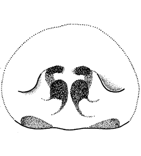 speciesimage