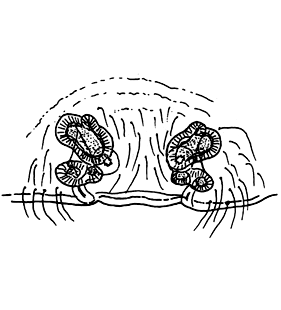 speciesimage