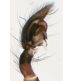 speciesimage