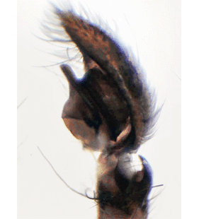 speciesimage