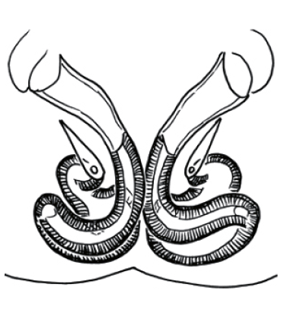 speciesimage