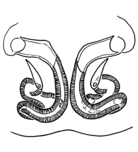 speciesimage