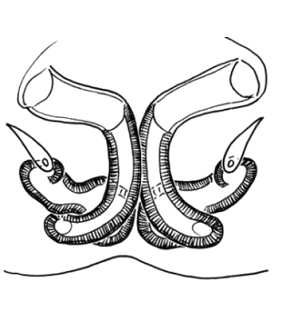 speciesimage
