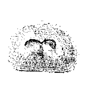 speciesimage