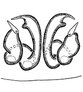 speciesimage