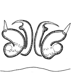 speciesimage
