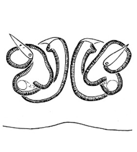 speciesimage