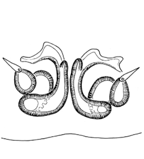 speciesimage