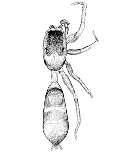 speciesimage