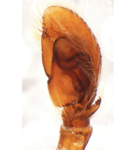 speciesimage