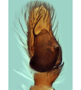 speciesimage
