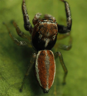 speciesimage