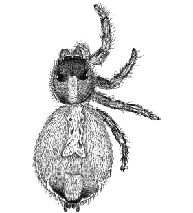 speciesimage
