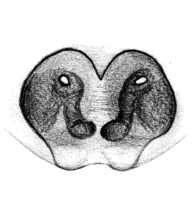 speciesimage