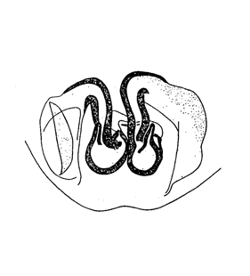 speciesimage