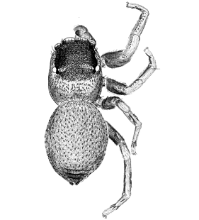 speciesimage