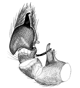 speciesimage